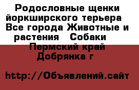 Родословные щенки йоркширского терьера - Все города Животные и растения » Собаки   . Пермский край,Добрянка г.